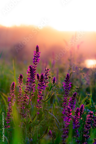 Fototapeta Naklejka Na Ścianę i Meble -  Beautiful wildflowers on a green meadow. Warm summer evening with a bright meadow during sunset. Grass silhouette in the light of the golden setting sun. Beautiful nature landscape with sunbeams.