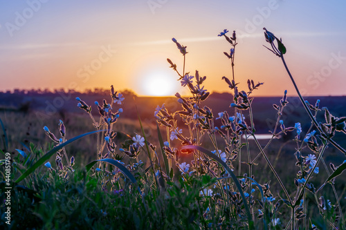 Beautiful wildflowers on a green meadow. Warm summer evening with a bright meadow during sunset. Grass silhouette in the light of the golden setting sun. Beautiful nature landscape with sunbeams. © ArturSniezhyn
