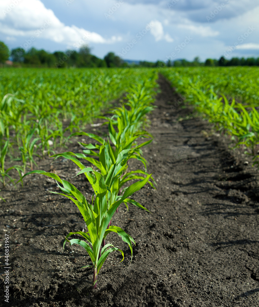 Naklejka premium Green young corn plant. Maize seedling in agricultural farm.