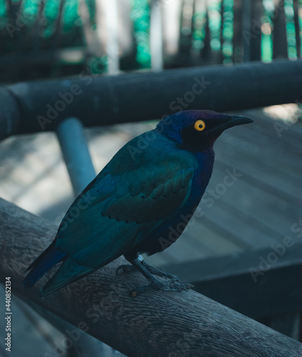 Color