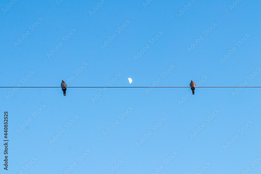 dos pajaros en cable con la luna de fondo al atardacer dos pajaros en cable con la luna de fondo al atardacer