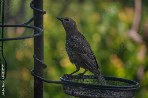 Starling young in bird feeder photo