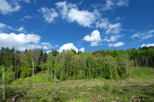 Waldgebiet und gerodeter Wald mit Aufforstung im Sommer mit blauem Himmel und weißen Wolken im Sonnenlicht - Stockfoto