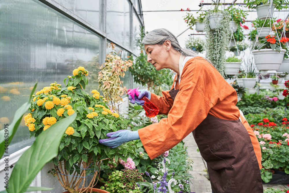 Obraz premium Woman in professional apron standing on plantation at the greenhouse