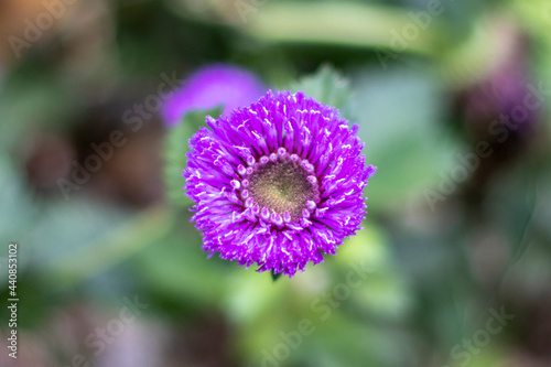flor de color violeta con fondo verde
