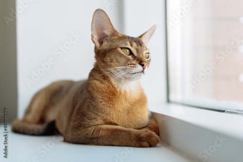 Portrait of an Abyssinian cat at home. Cute kitty resting on the windowsill