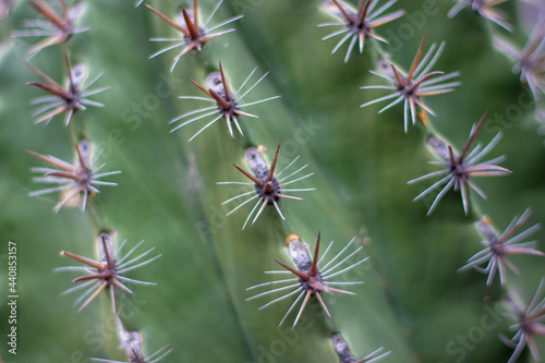 espinas de cactus