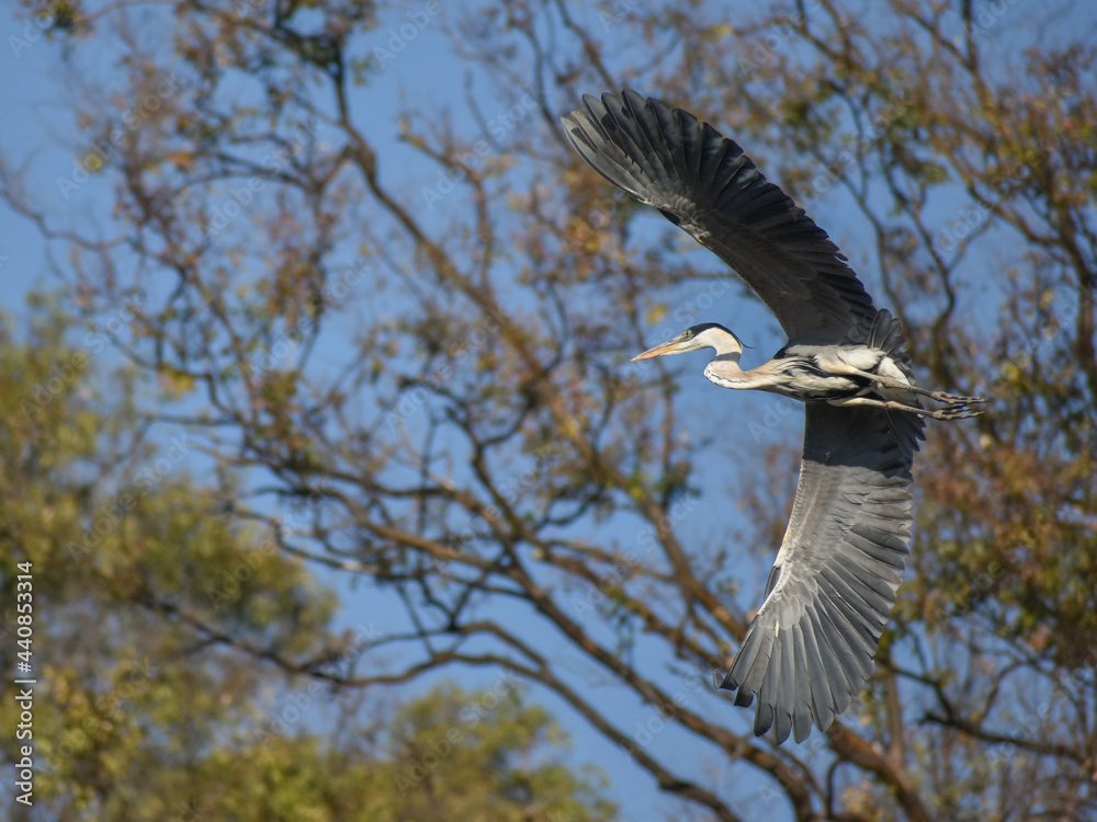 Fototapeta premium cocoi heron (Ardea cocoi) in flight in a park in Buenos Aires