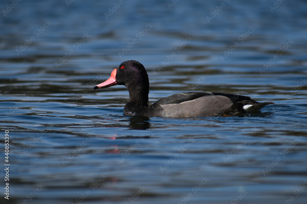 male rosy-billed pochard (Netta peposaca), at a public park in Buenos Aires male rosy-billed pochard (Netta peposaca), at a public park in Buenos Aires
