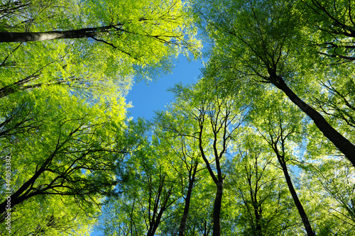 Baumkronen von Laubbäumen mit grünen Blättern vor blauem Himmel im Frühling - Stockfoto