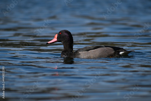 male rosy-billed pochard (Netta peposaca), at a public park in Buenos Aires