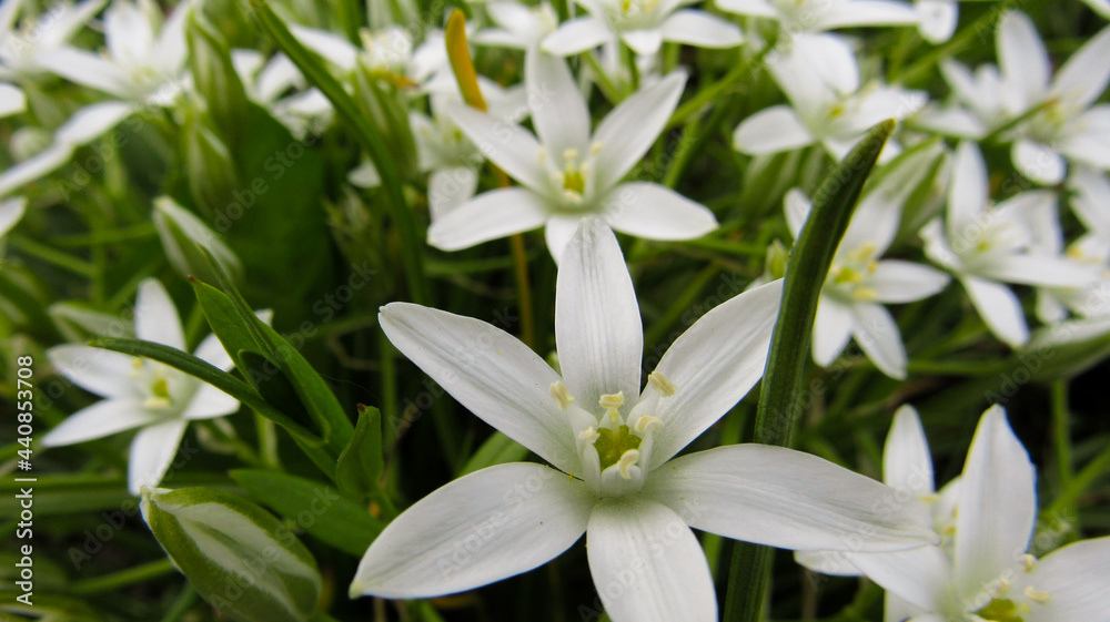 Perennial flower white Birdwing in close-up Perennial flower white Birdwing in close-up