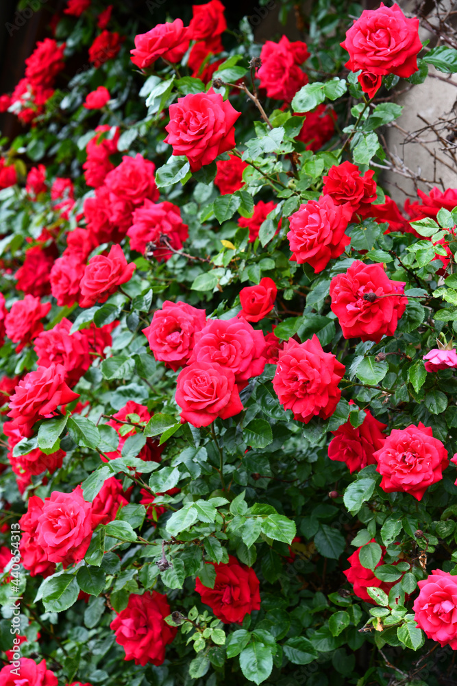 rote Kletterrosen rote Kletterrosen