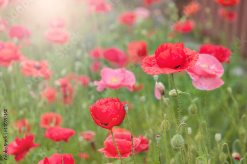 Red poppies at sunset, close up. Poppies flowers background.