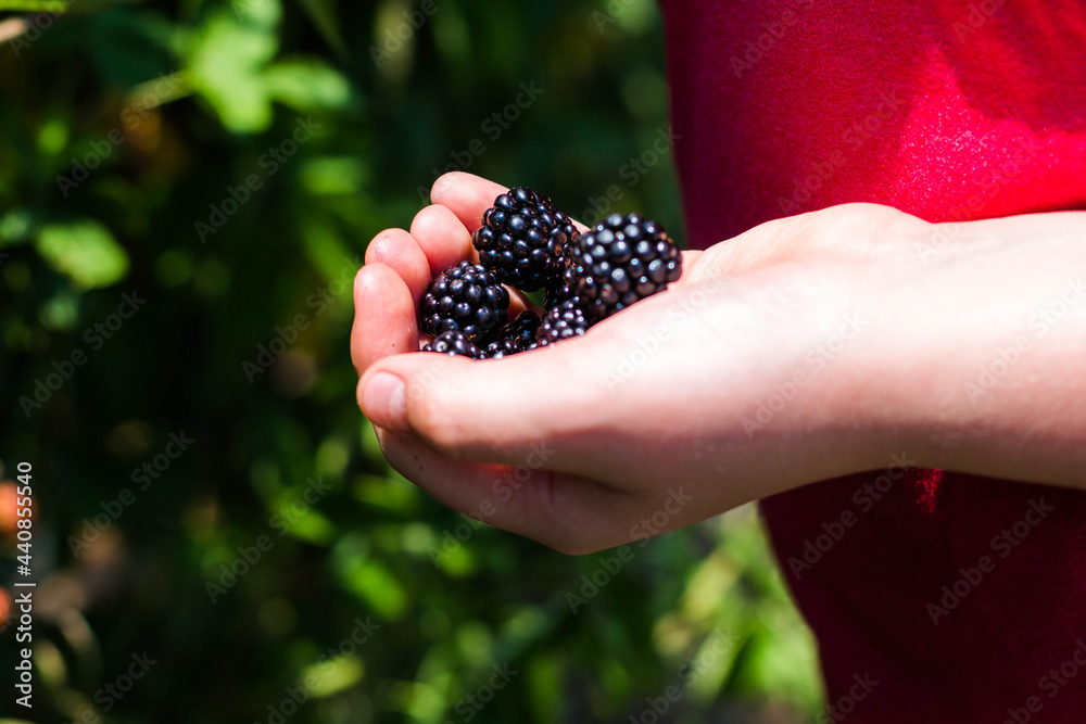 Close up of blackberries in hand Close up of blackberries in hand