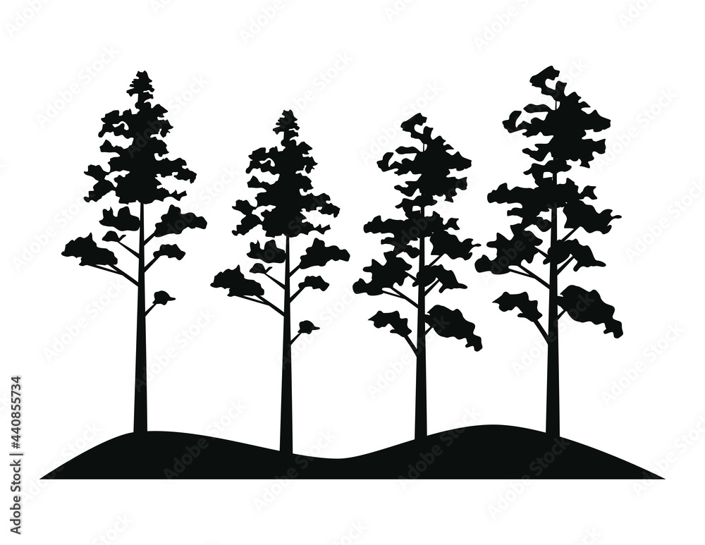 Obraz premium pines forest scene