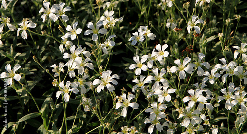 Yaskolka (Latin Cerástium)
A carpet of small lilac flowers. Garden plants. Spring background. photo