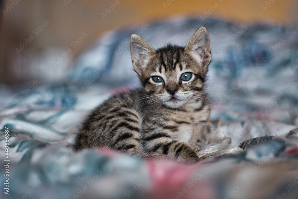 Adorable kitten on the bed