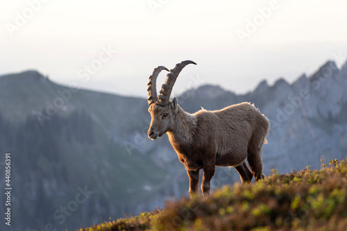 Alpine ibex in the Switzerland mountains. Ibex moving in the Alps. European wildlife nature during spring season. 