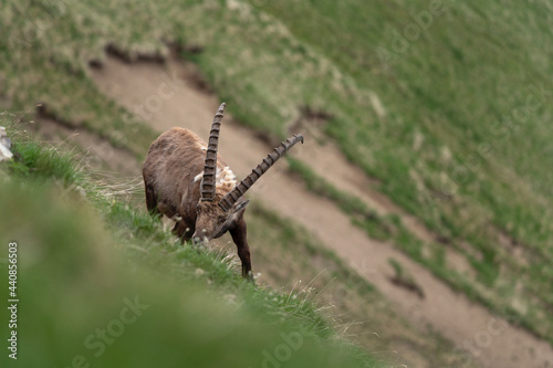 Alpine ibex in the Switzerland mountains. Ibex moving in the Alps. European wildlife nature during spring season. 