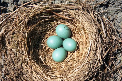 Robin nest with eggs