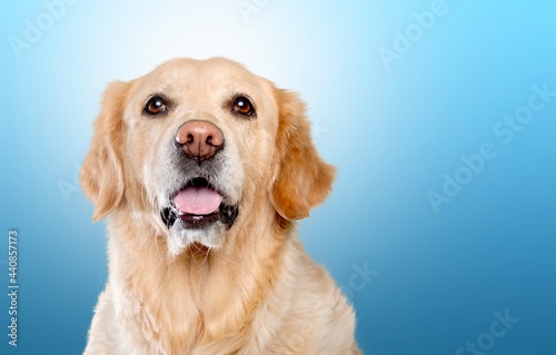 portrait of a cute dog in front of a blue background