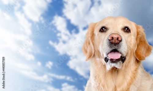 Portrait of a cute labrador retriever dog on a blue sky background