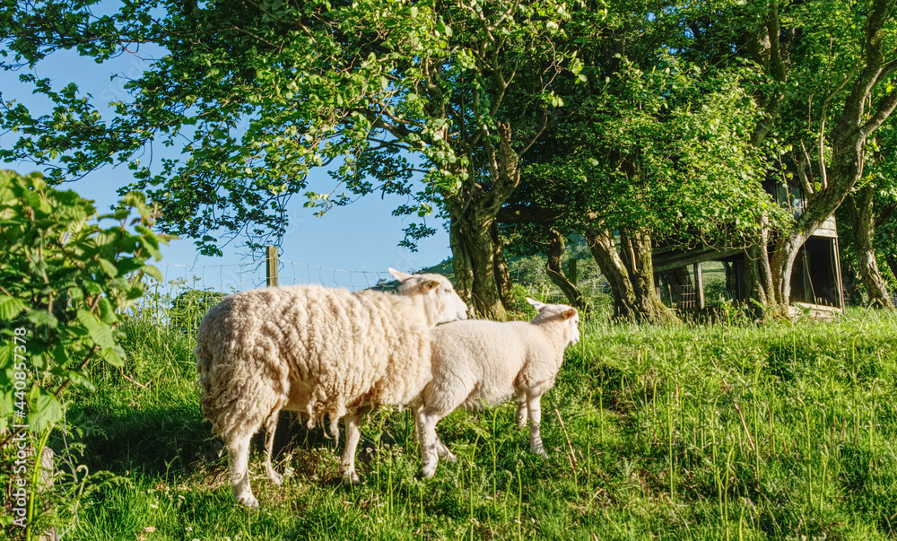 Obraz premium sheep in a meadow