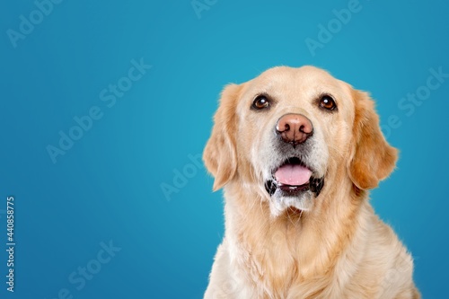 portrait of a cute dog in front of a blue background