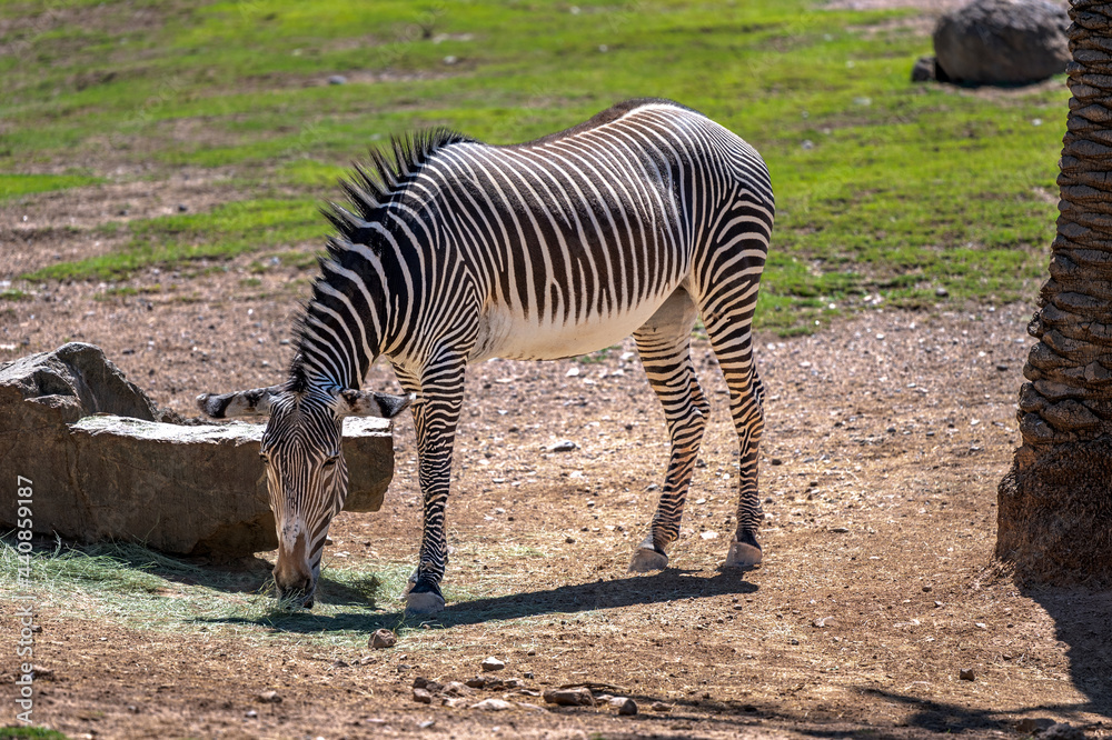 Zebra at the Phoenix Zoo Stock Photo | Adobe Stock