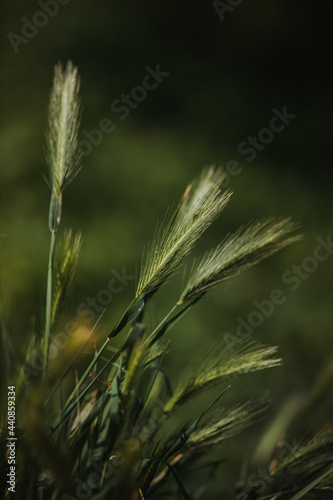Vertical closeup shot of sweetgrasses photo