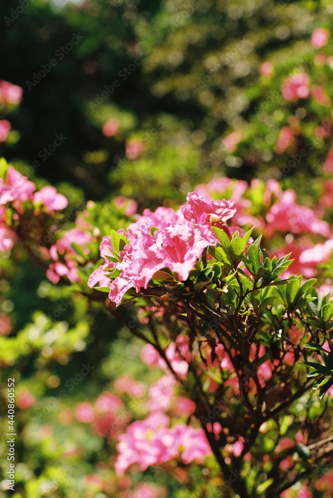 pink flowers