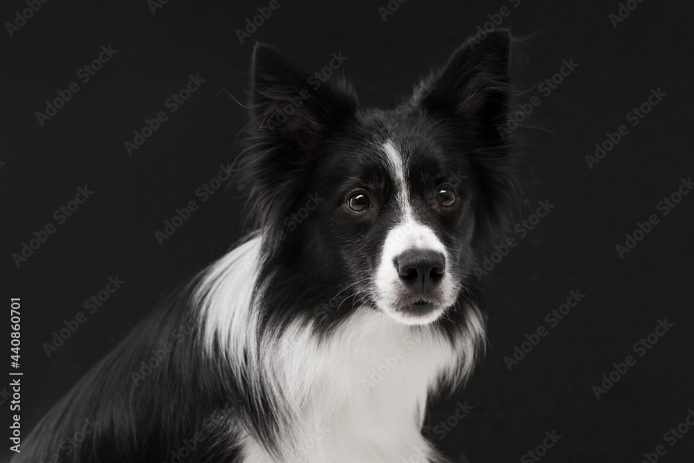 Portrait of a friendly pet of a black and white dog. Border collie, she looks into the camera, the background is dark.
