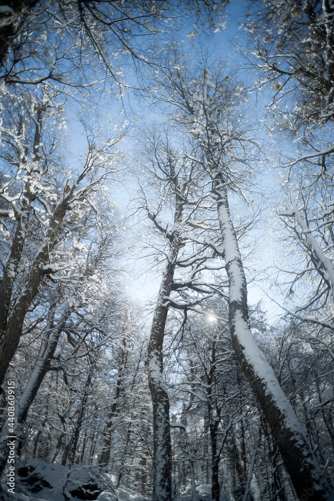 snow covered trees in the forest in winter snow covered trees in the forest in winter