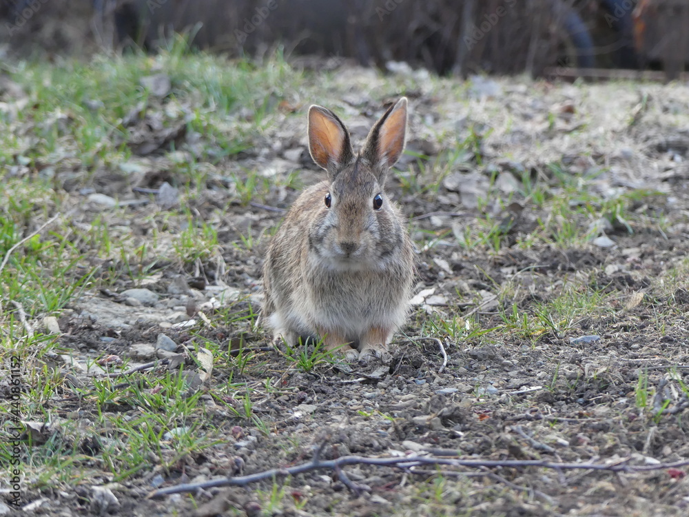 rabbit in the woods rabbit in the woods