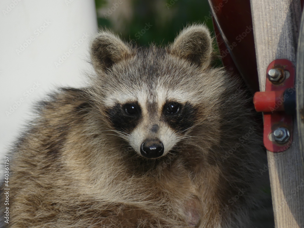 Obraz premium raccoon