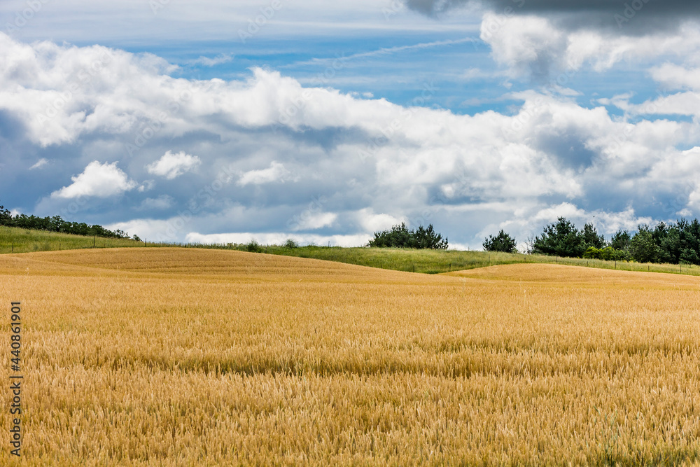 A golden field of wheat with dramatic clouds on a sunny day.