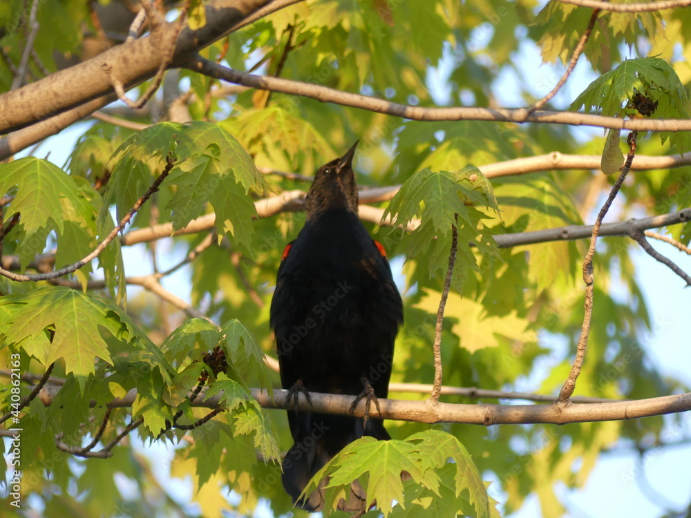Fototapeta premium bird