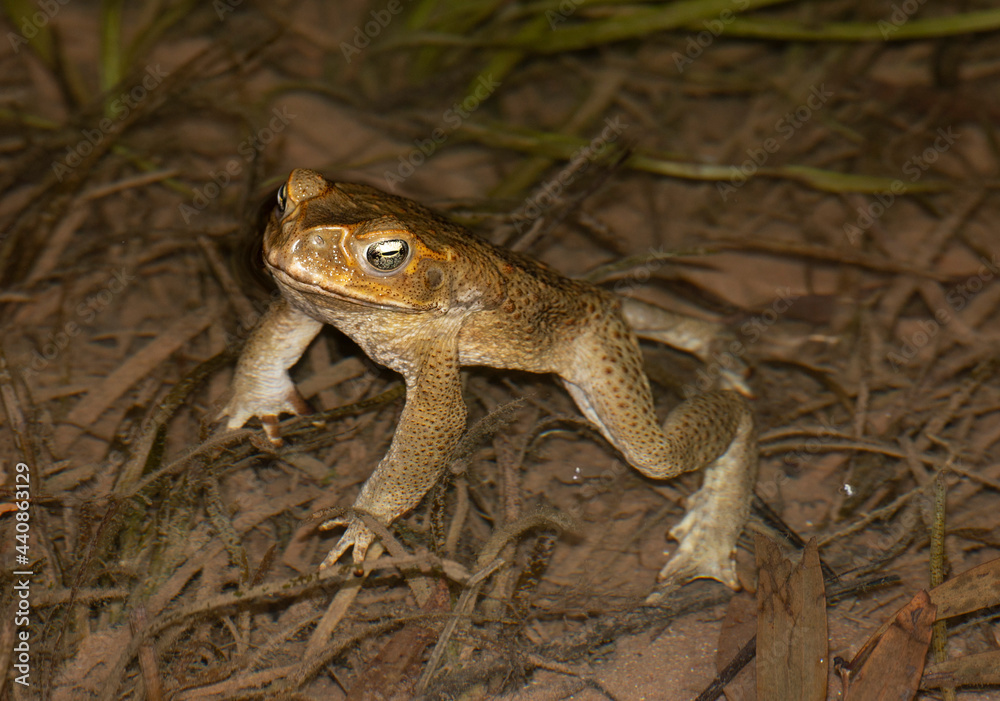 Cane toads at night in Gregory river Queensland, Australia. Cane toads at night in Gregory river Queensland, Australia.