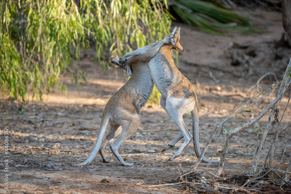 Agile wallabies fighting in outback, Queensland, Australia.