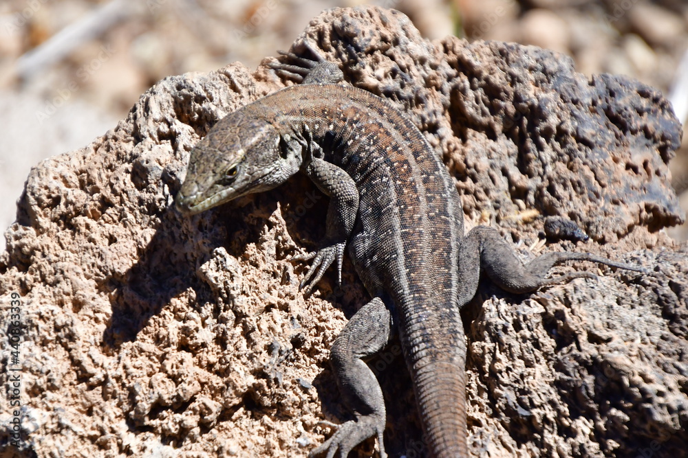 LAGARTO LAGARTO