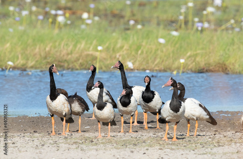 Flock of Magpie geese in the far north of Queensland, Australia. photo