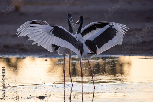Jabiru storks courting with wings spread wide in far northern Australia. © 169169