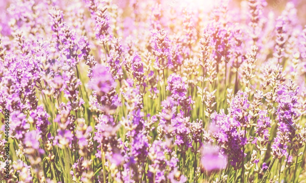 Naklejka premium Beautiful colored lavender field over summer sunset landscape.