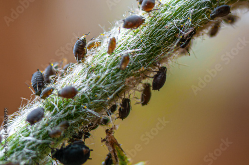 Greenfly eating a plant photo