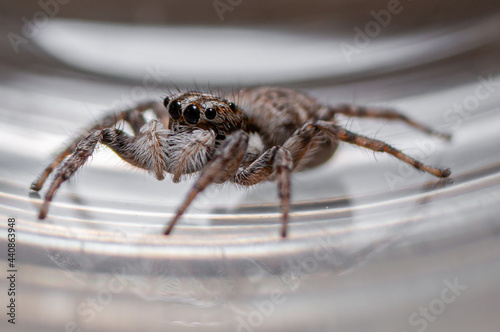 Jumping spider close-up photo