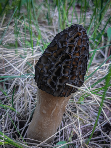 Morel