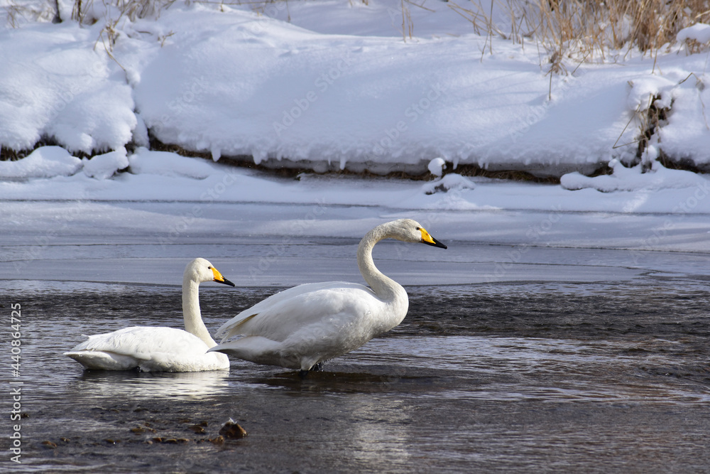 Fototapeta premium 立ち上がった冬の川の白鳥