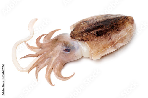 Raw cuttlefish on white background photo