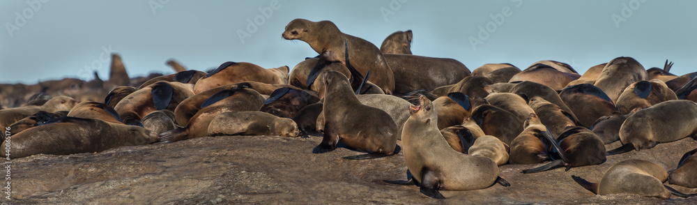 Fototapeta premium Seal Island